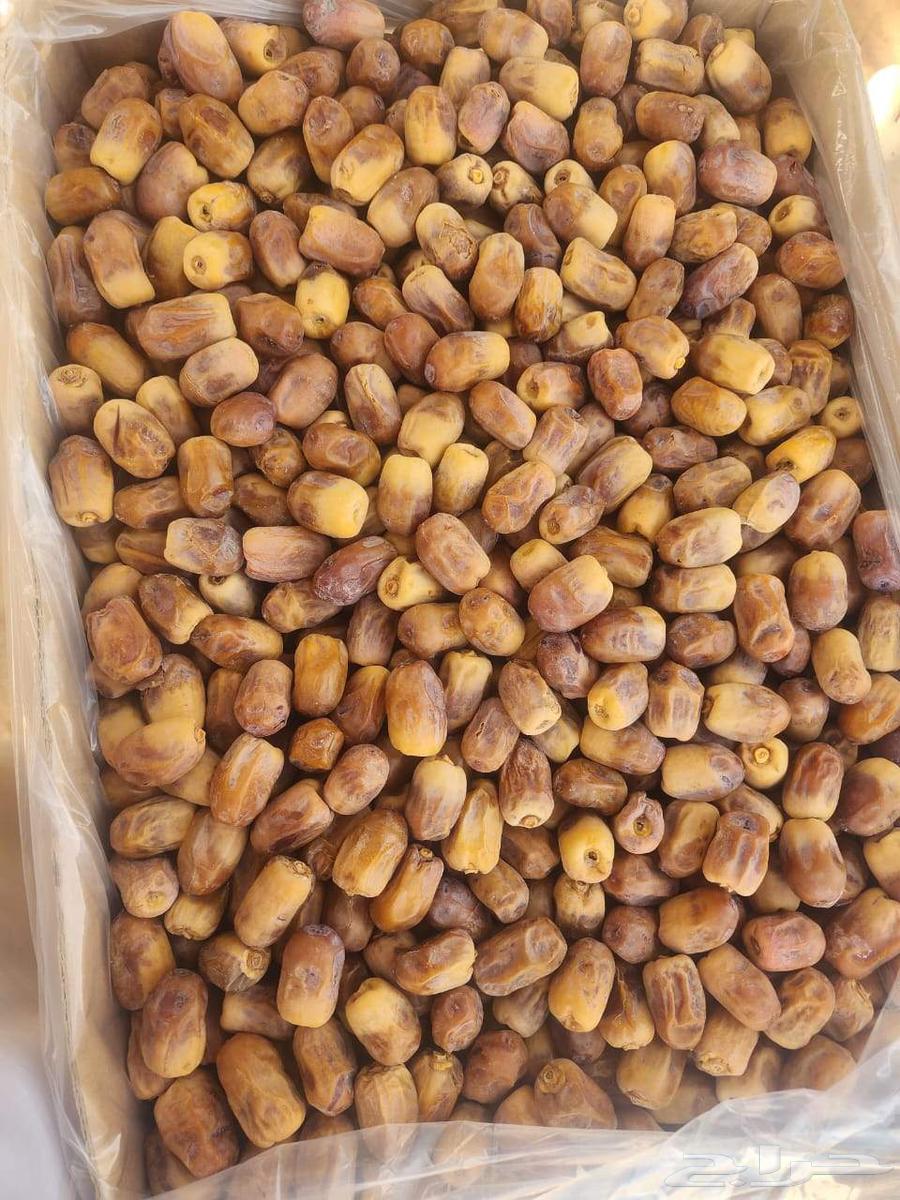 للبيع تمر رشوديه64415854792577110