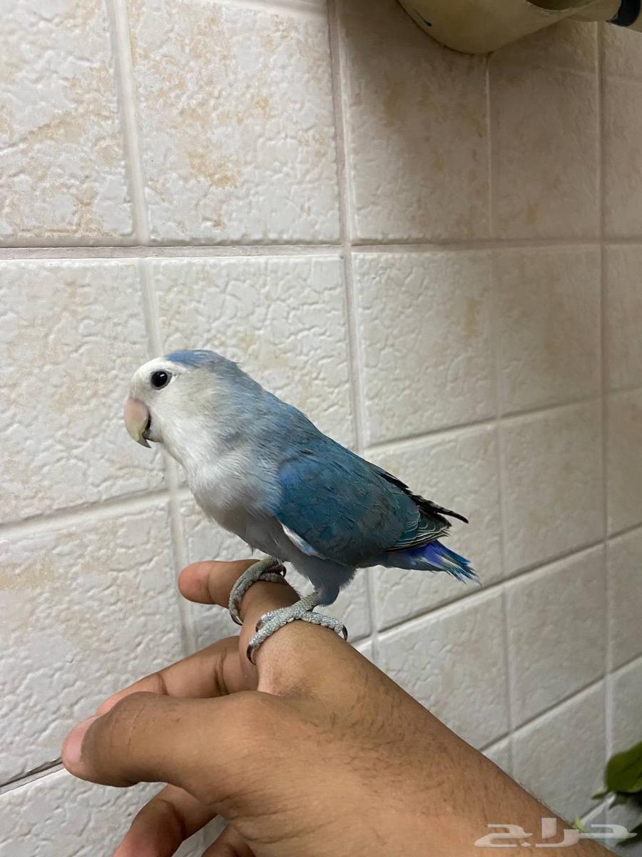 ارواز اليفه جدا مناسبه للأطفال. (( تم البيع ))64418689824514110