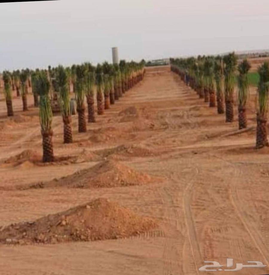 مقاول تركيب شبوك وزراعة النخيل64250138591361112