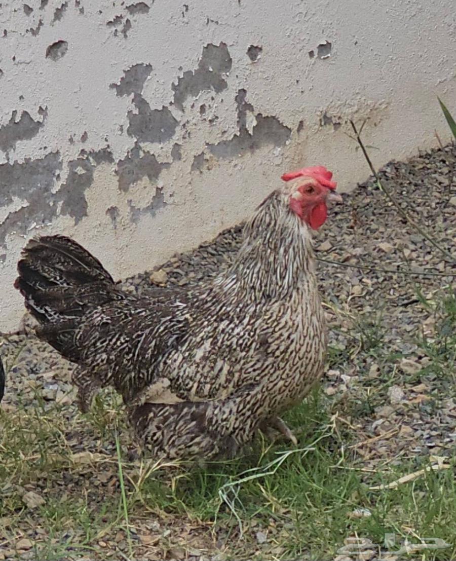 Two chickens for sale, color and size64416307630338111