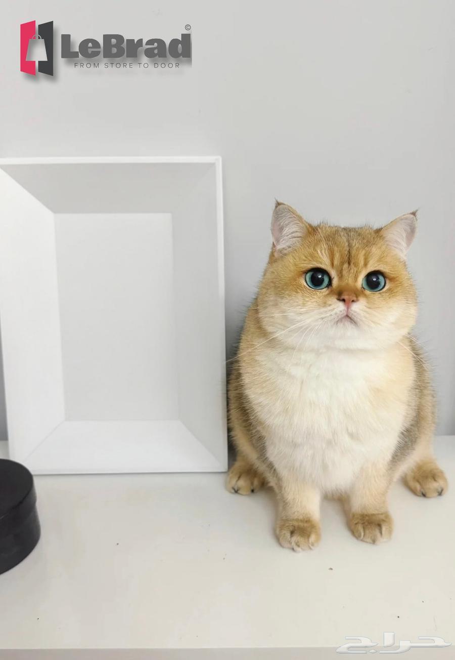 قط ذكر منشكن ابسولو NY11 نوادر64406513808642110