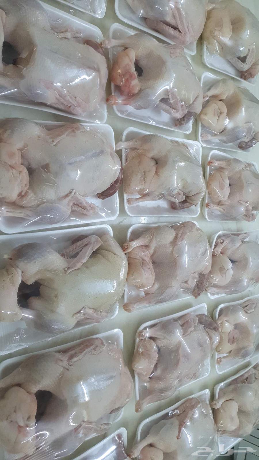 بط بكيني مذبوح وحي64497289990146114