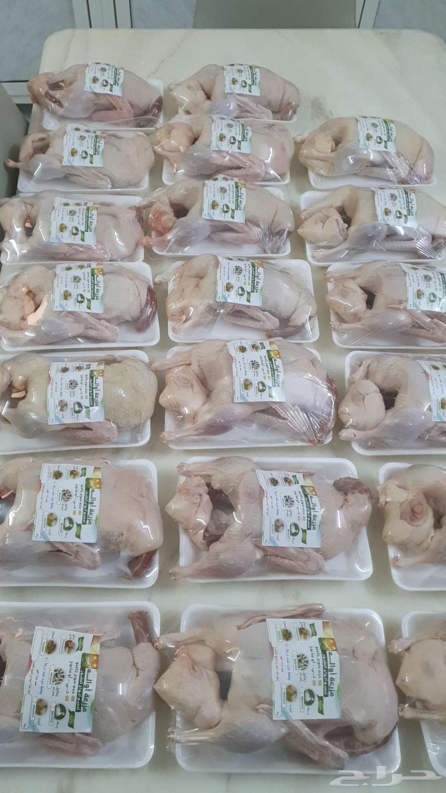 بط بكيني مذبوح وحي64497289990146113