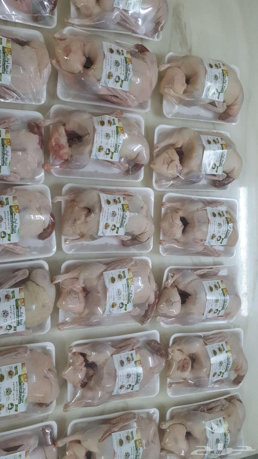 بط بكيني مذبوح وحي64497289990146112