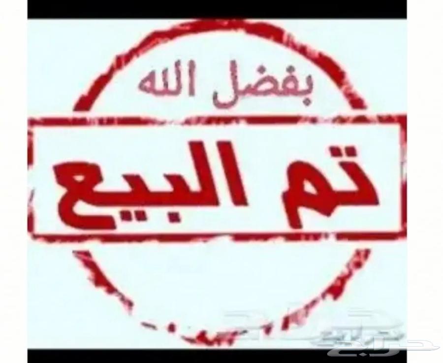 ناقة مدني مقربه (تم البيع)64576882660482110