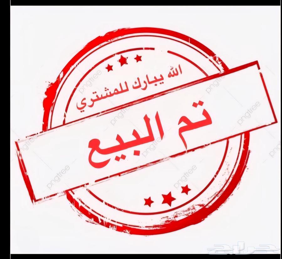 أنثى كناري سوري جاهزه ولافه العش (( تم البيع ))64481087171075111