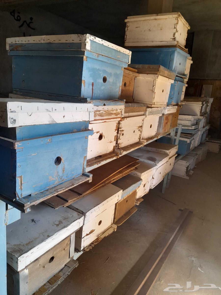 خلايا نحل فاضيه للبيع64613888182785110