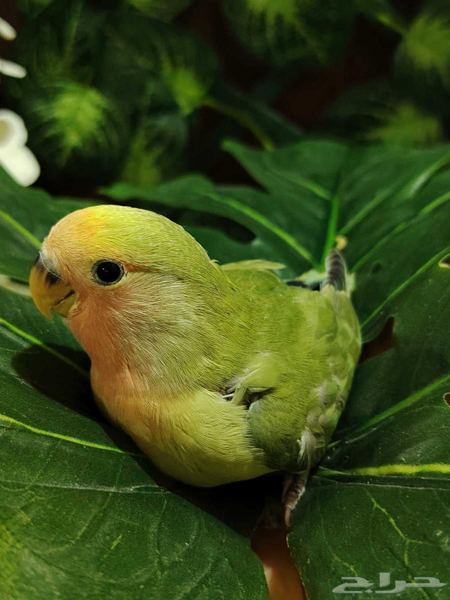 Farkh Roz64541594101377110