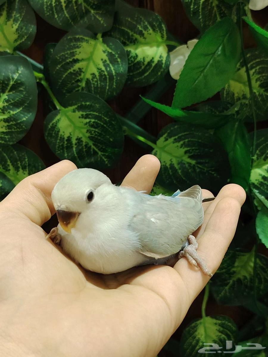 Farkh Roz64547707960579111