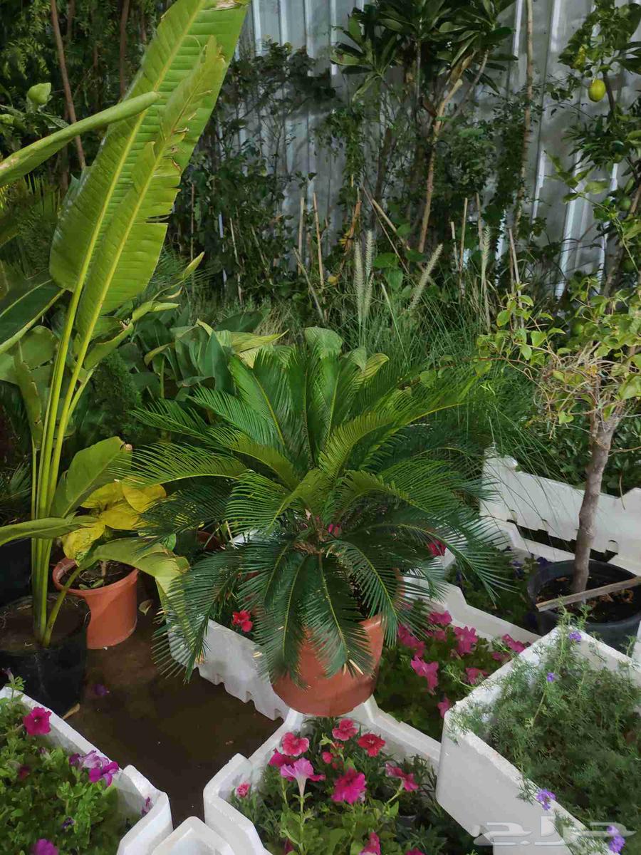 تنسيق حدائق زراعيه ابومحمد   الرياض64164111664386111