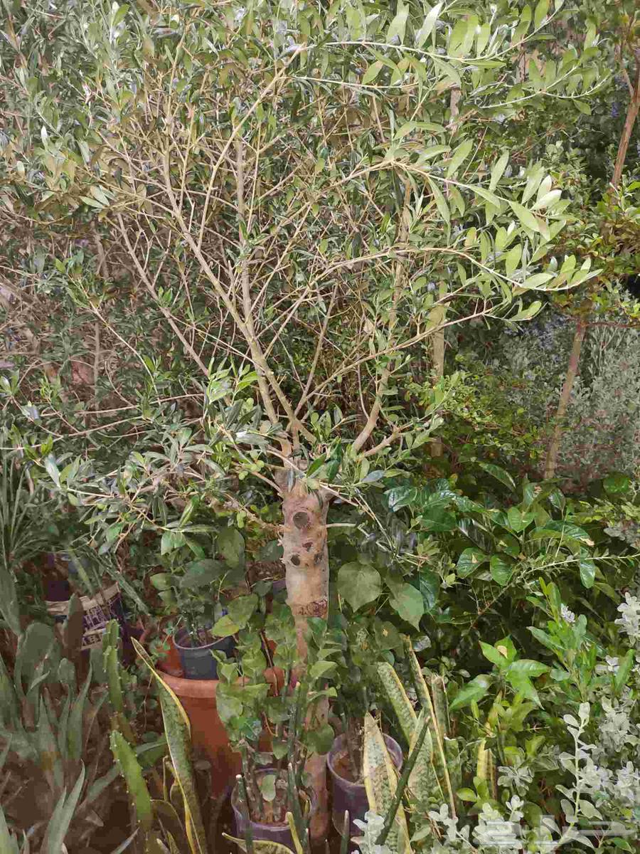 تنسيق حدائق زراعيه ابومحمد   الرياض64164111664386113