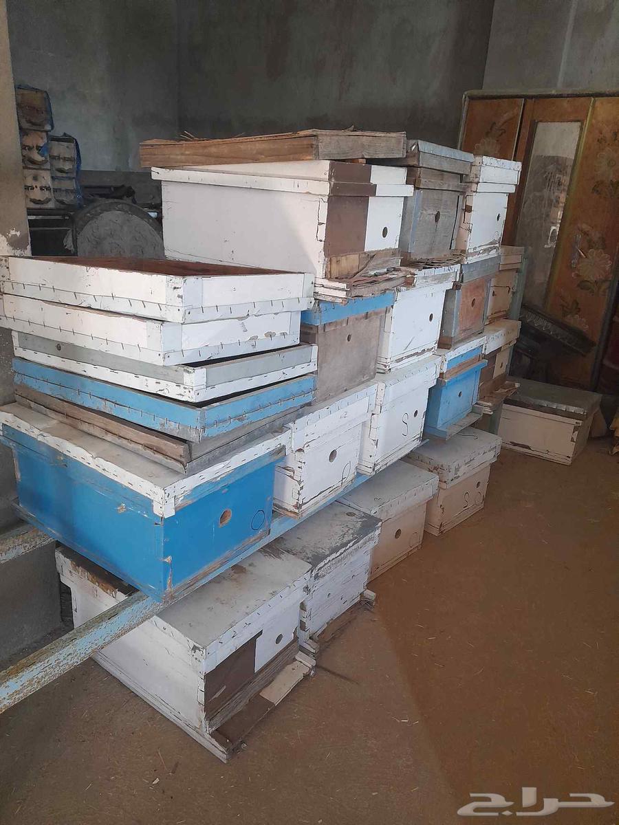 خلايا نحل فاضيه للبيع64613888182785112