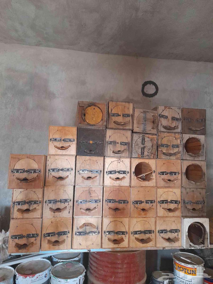 خلايا نحل فاضيه للبيع64613888182785113