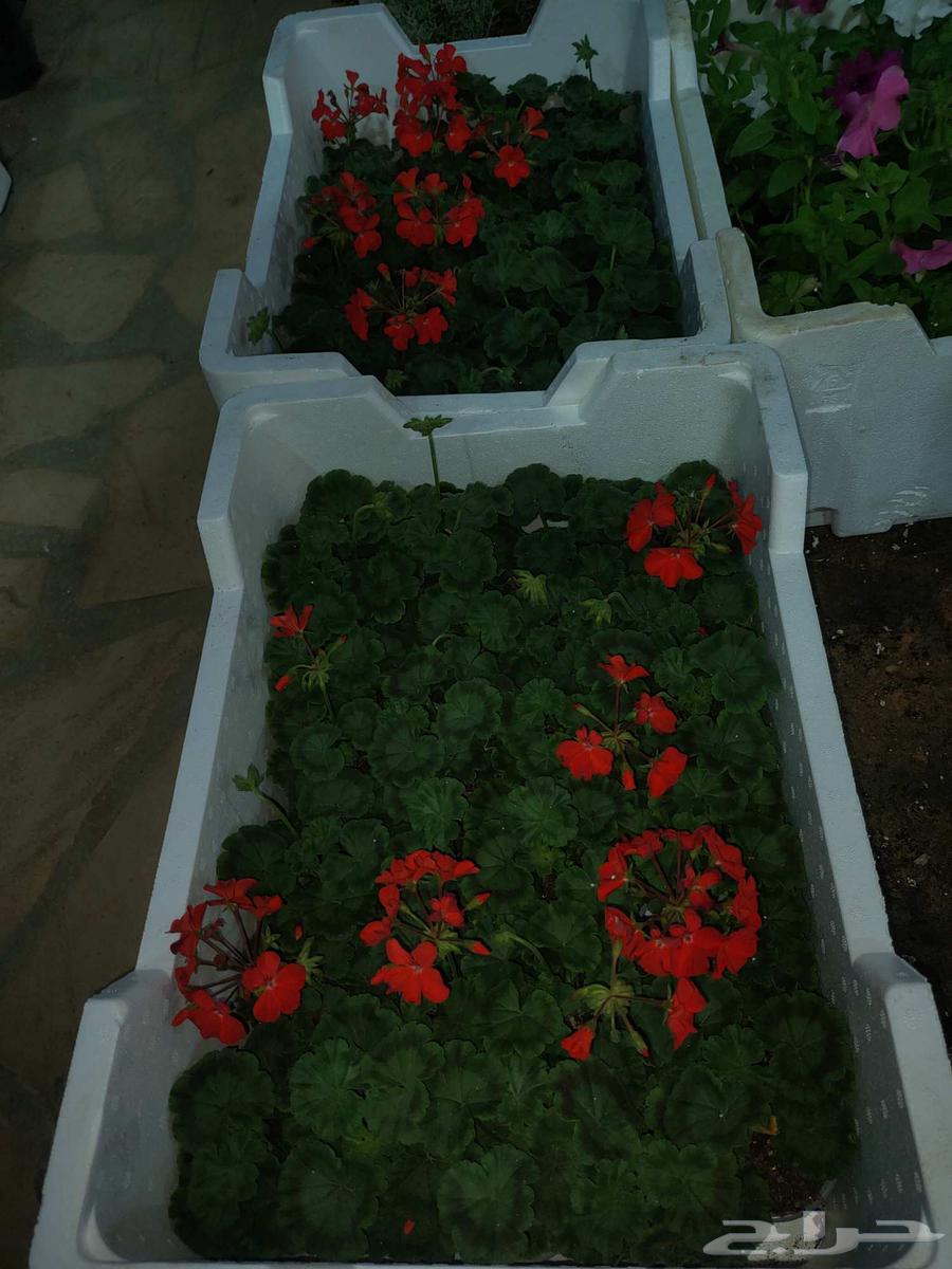 تنسيق حدائق زراعيه ابومحمد   الرياض64164111664386114