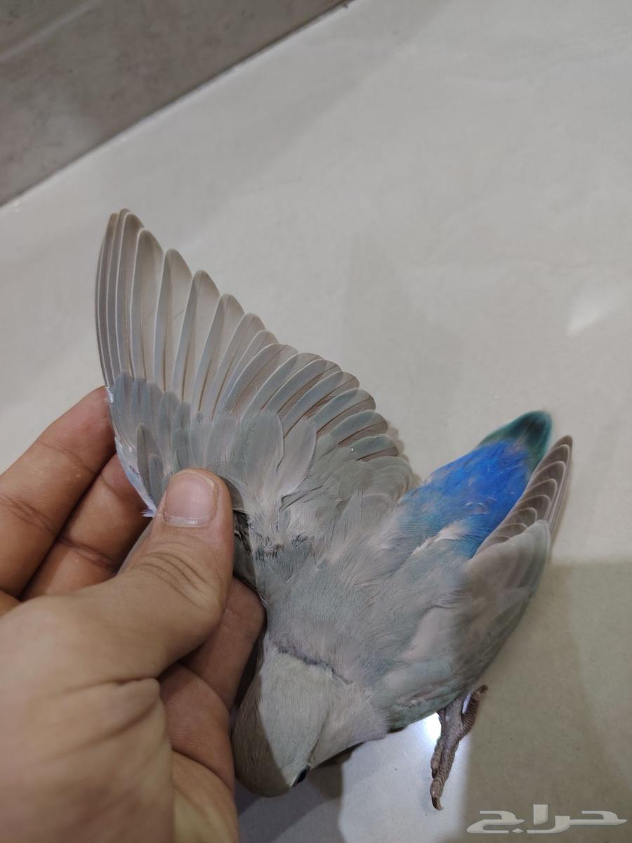 Farkh Roz64547707960579112