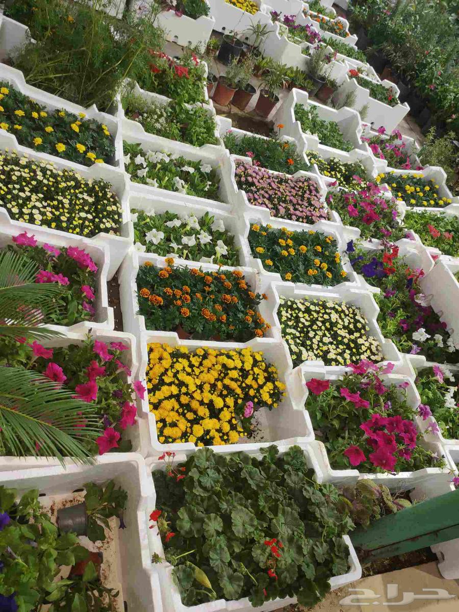 تنسيق حدائق زراعيه ابومحمد   الرياض64164111664386112