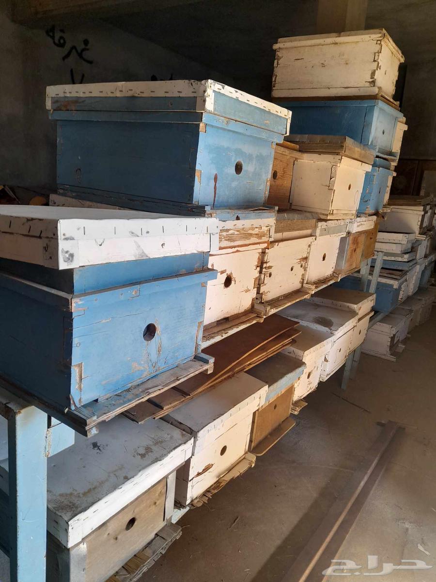 خلايا نحل فاضيه للبيع64613888182785111