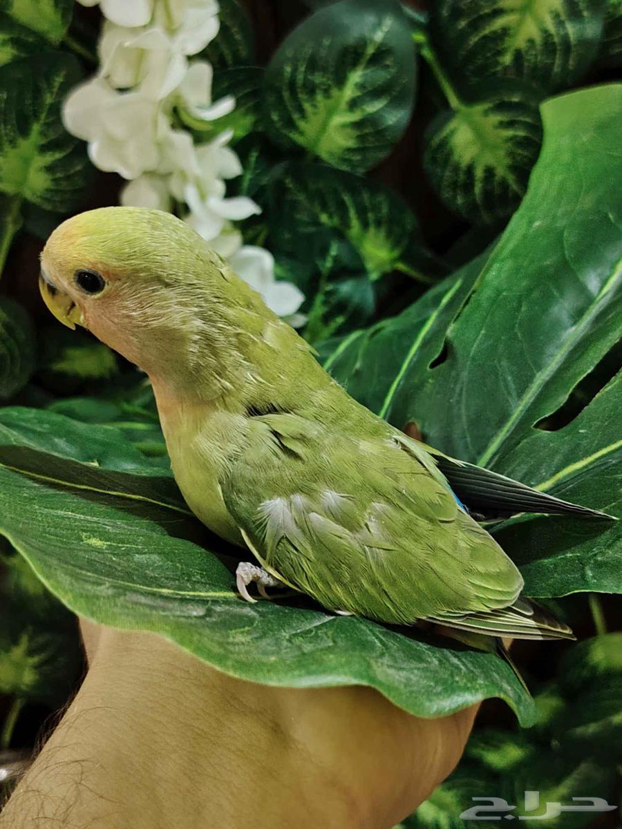 Farkh Roz64541594101377112