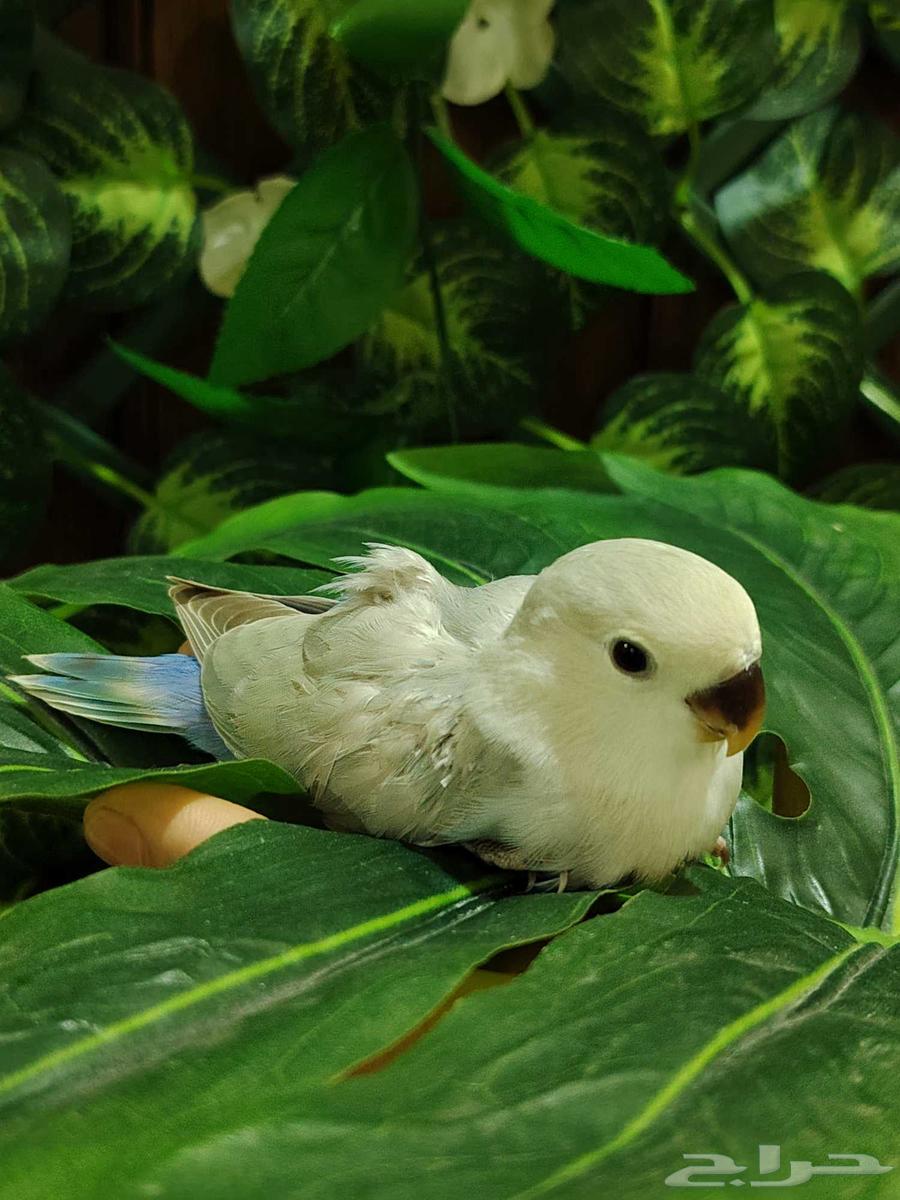 Farkh Roz64547707960579110