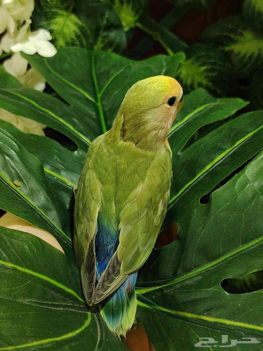 Farkh Roz64541594101377111