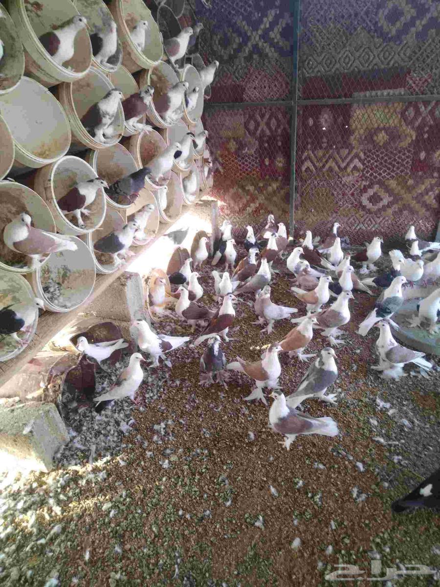 للبيع حمام64568824619905112