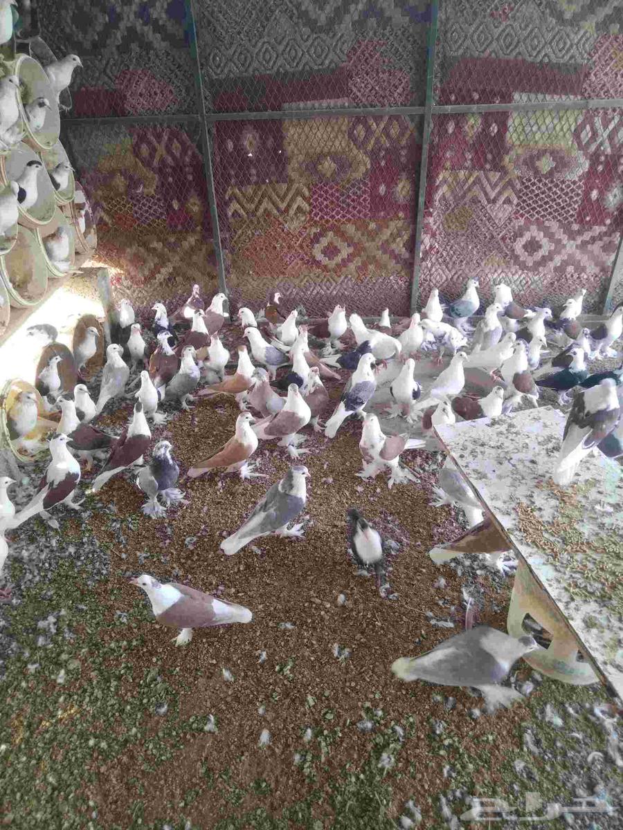 للبيع حمام64568824619905111