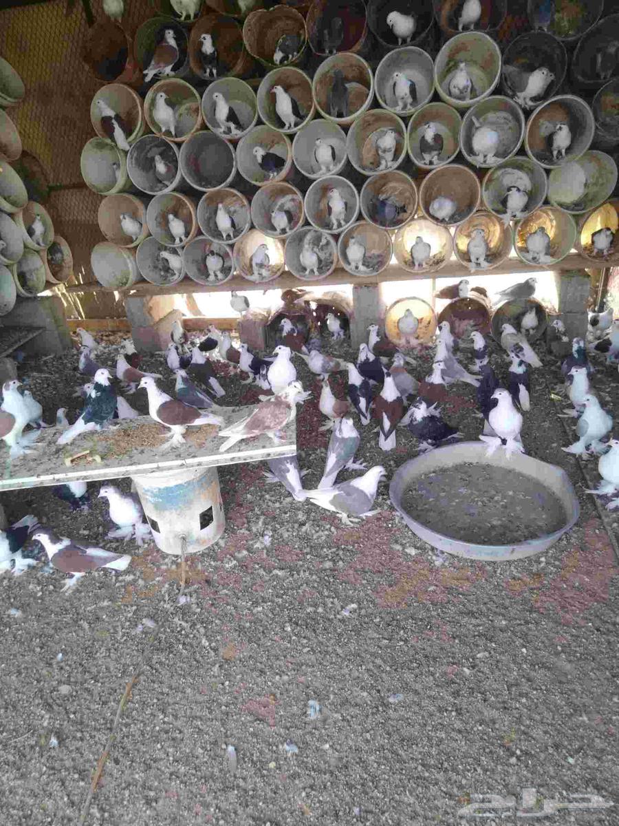 للبيع حمام64568824619905114