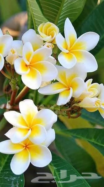 زراعه جميع انواع الاشجار والنخل والنجيل والقص تزيين تقليم64261255493891111