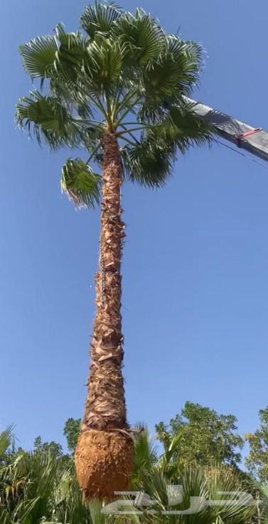 Palm planting, installation, mesh64509123906049111