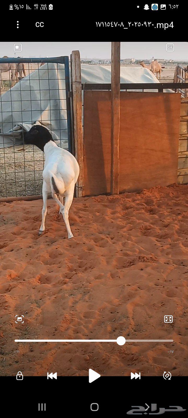 Barberi lamb, halal, fully fatty sides and back, price 1050 SAR64501326286721111