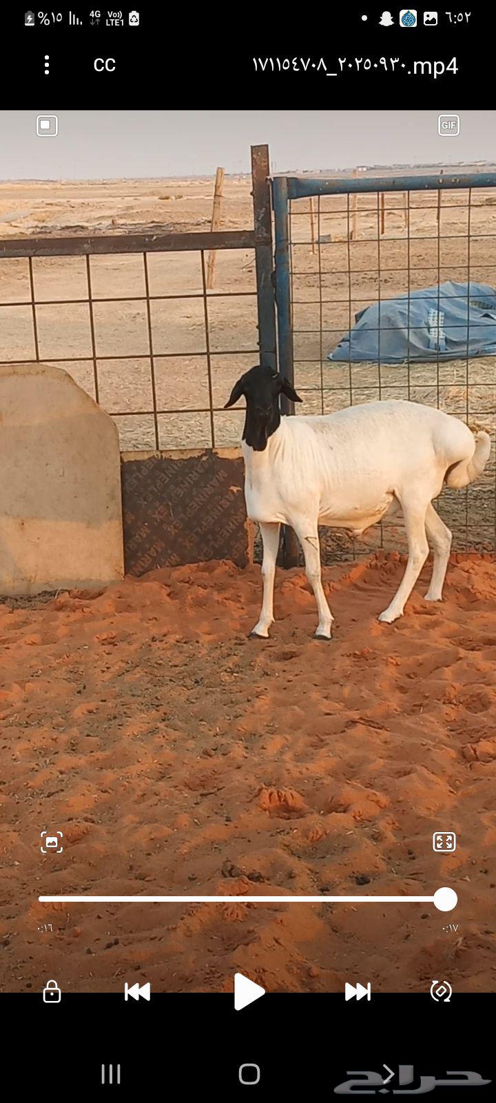 Barberi lamb, halal, fully fatty sides and back, price 1050 SAR64501326286721110