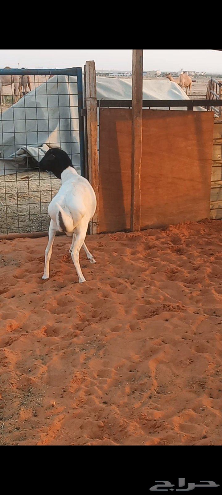 Barberi lamb, halal, fully fatty sides and back, price 1050 SAR64501326286721112