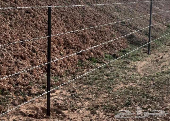 Palm planting, installation, mesh64509123906049114