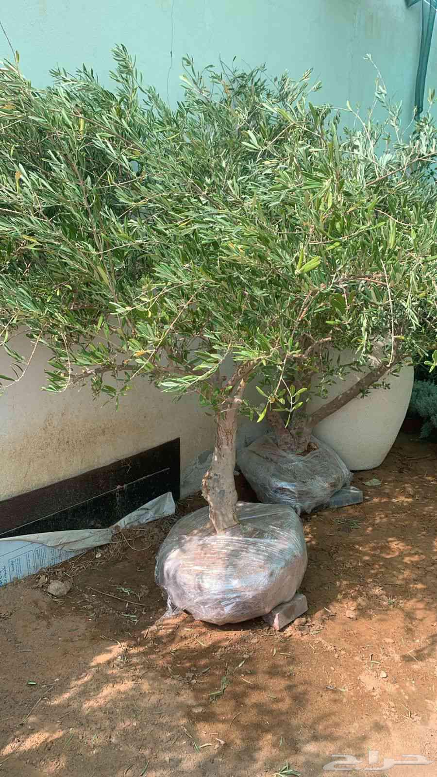 تنسيق الحدائق بااحنرافيه64164108000899113