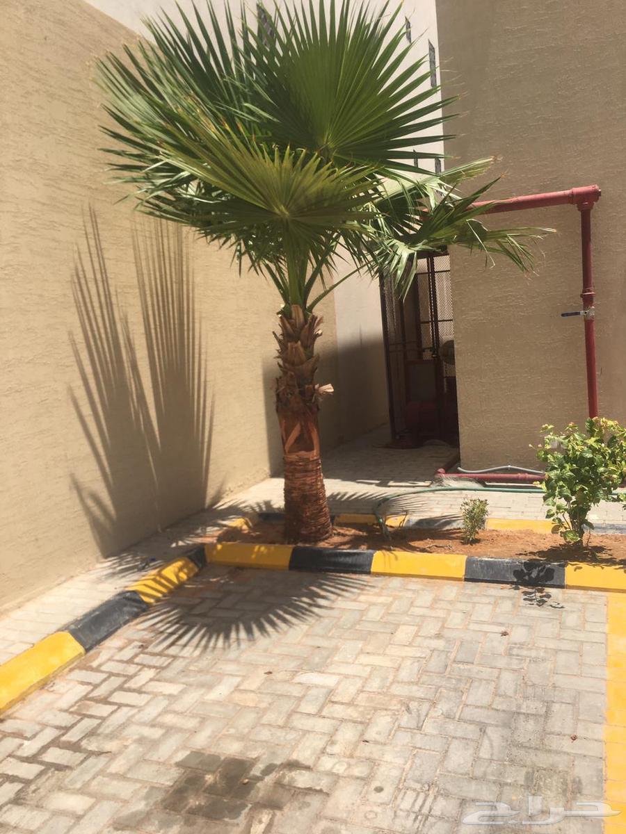 Palm planting, installation, mesh64509123906049110