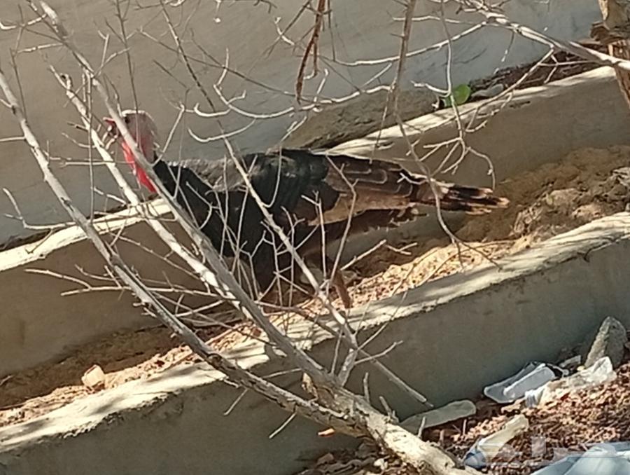 ديك رومي عمره سنه ونص64421811495939110