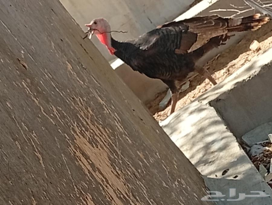 ديك رومي عمره سنه ونص64421811495939111