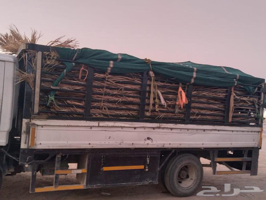 سعف نخل جديد أخضر للعرايش والمظلات64420688567939113