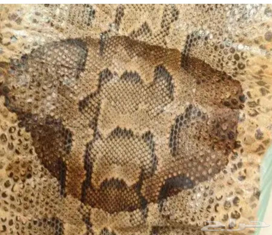 جلود طبيعيه للبيع64424065459970111