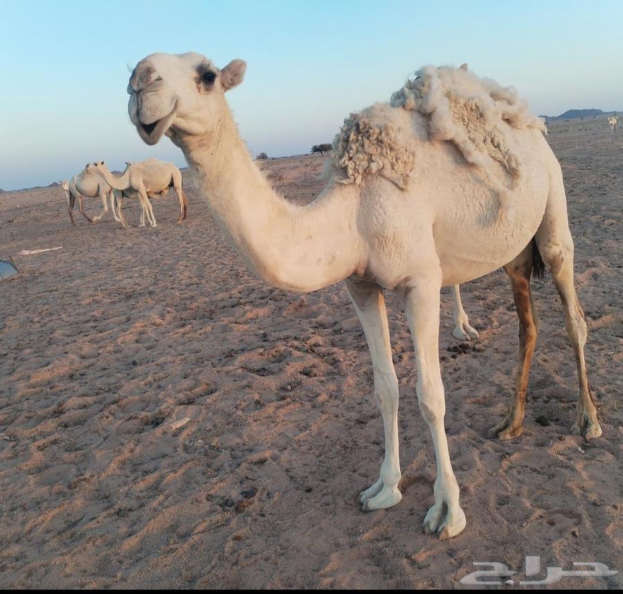 للبيع بكره وضحاء عليانيه غفال سالمه العذرايب64424748364673110