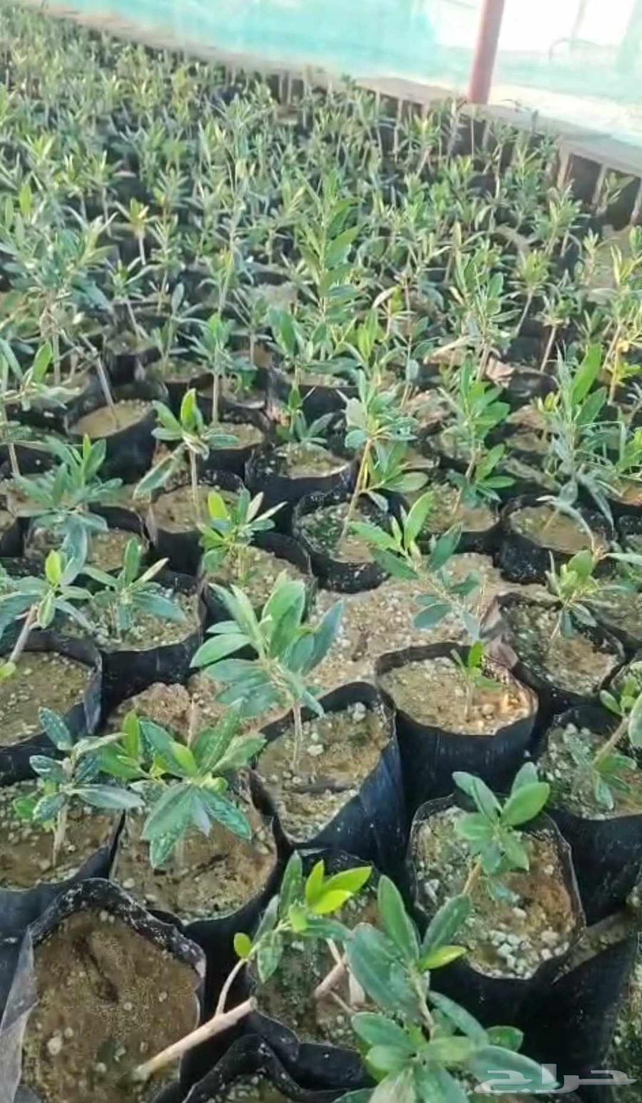 شتل زيتون نبالي محسن أربيكانا64424734661505110