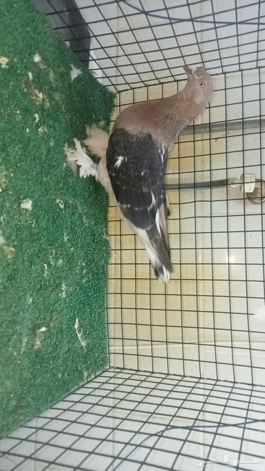 للبيع انثى اورفلية64421974071170114