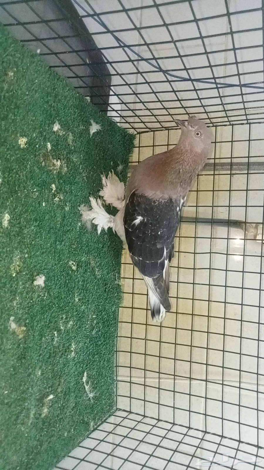 للبيع انثى اورفلية64421974071170113