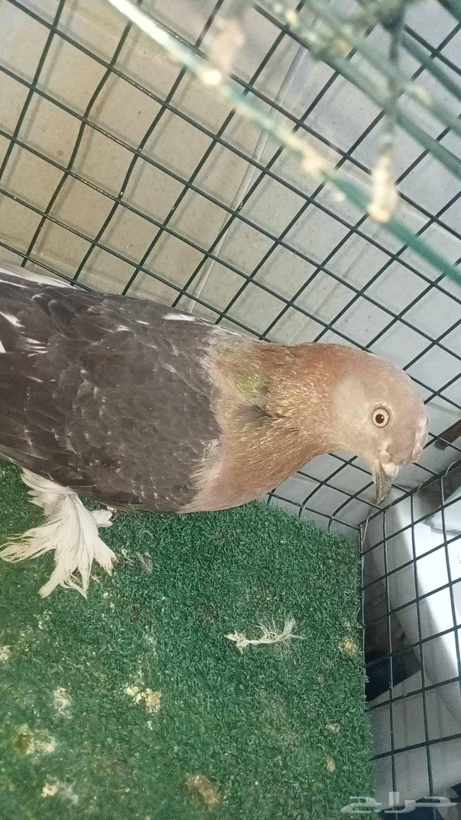 للبيع انثى اورفلية64421974071170110