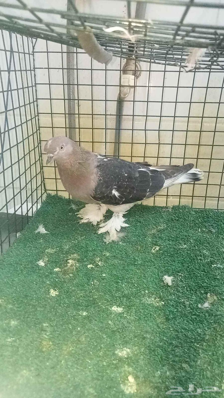 للبيع انثى اورفلية64421974071170112