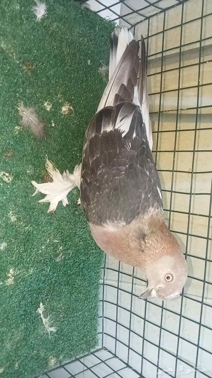 للبيع انثى اورفلية64421974071170111