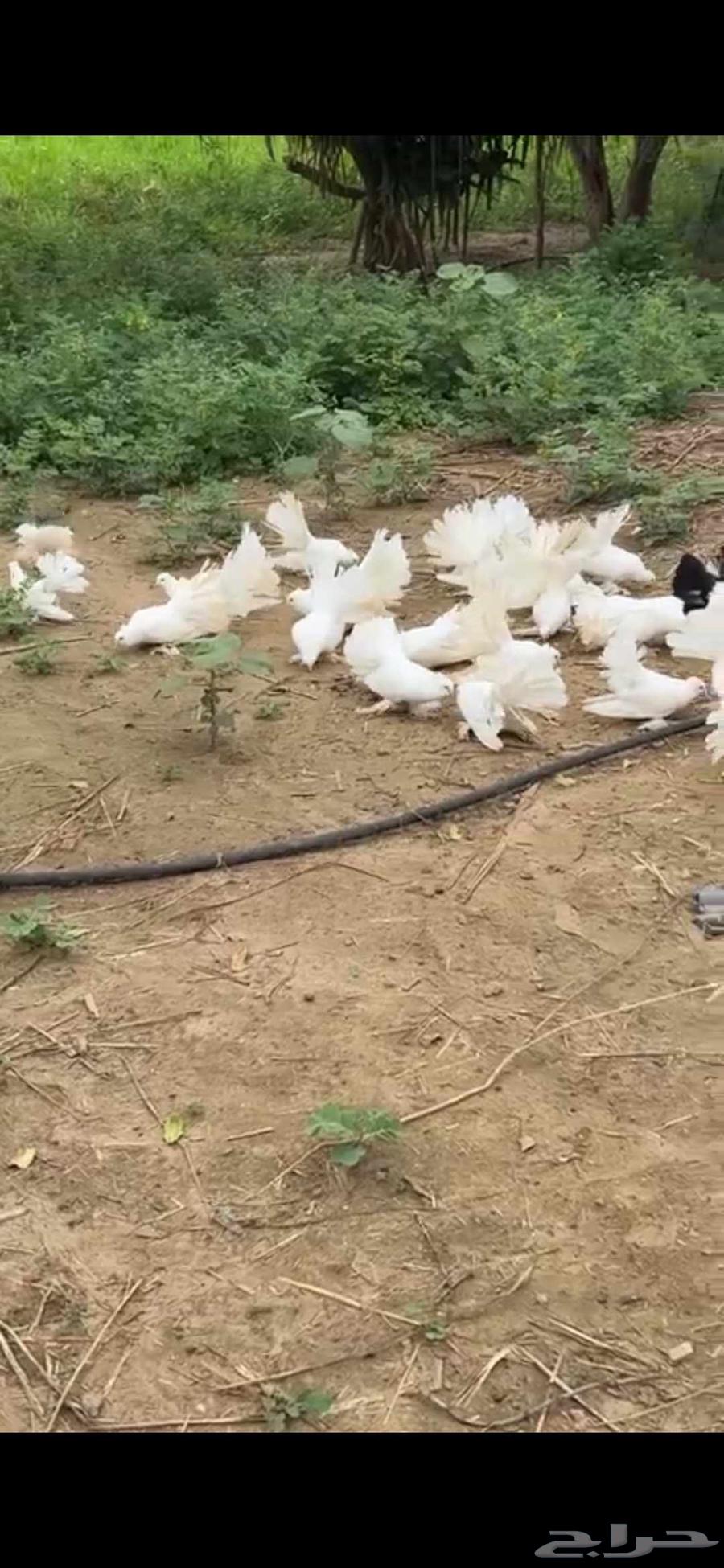 حمام رقاصي ابيض صك البيع جمله64420729312002113