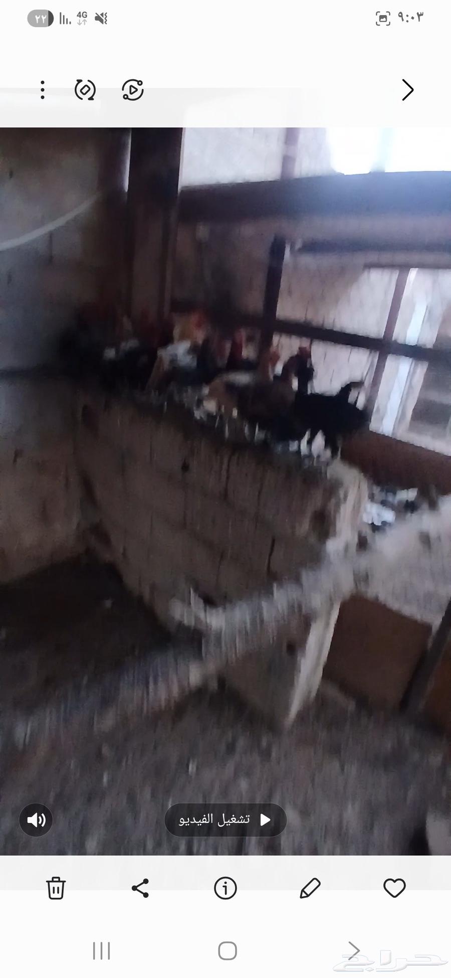 دجاج بلدي للبيع64425569679106110