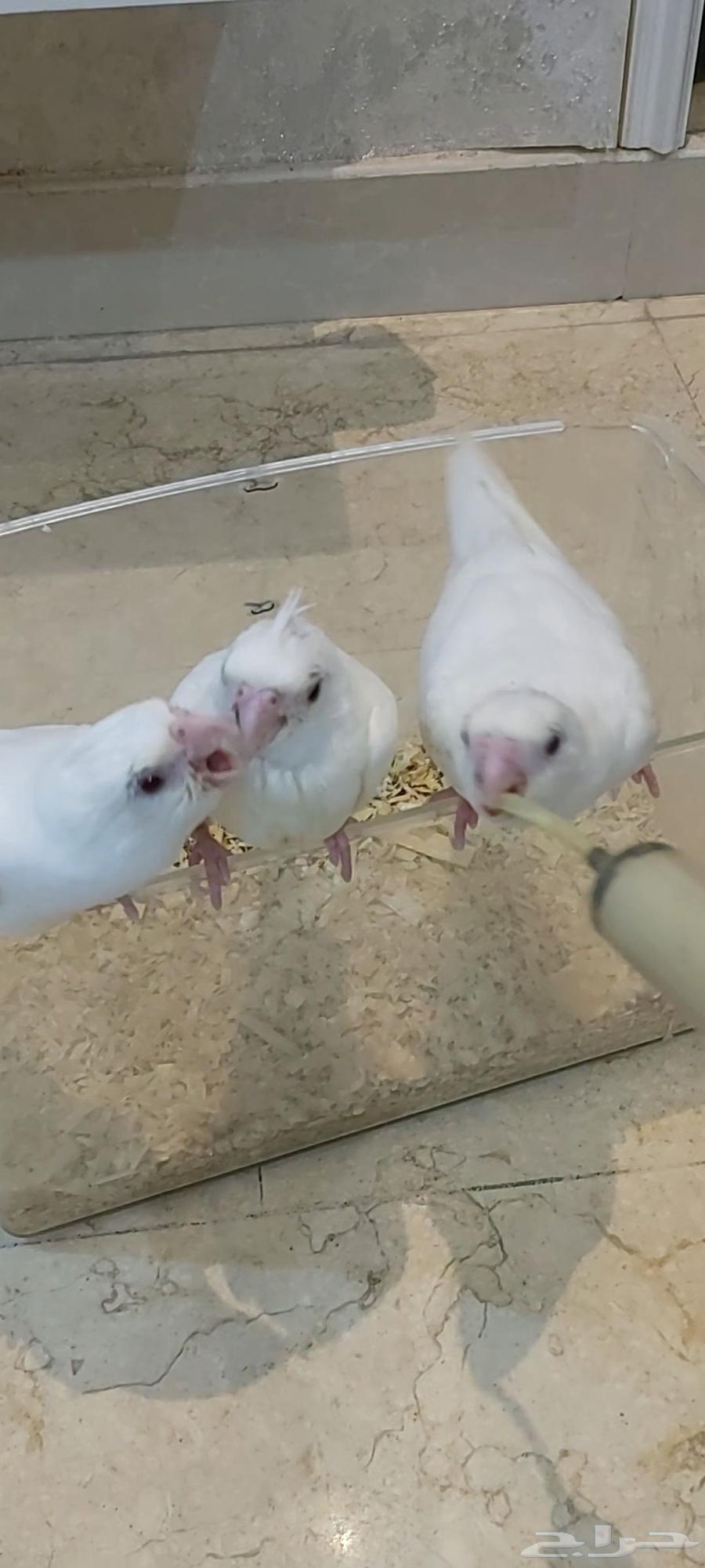 فروخ كروان البينو هدد تم البيع64425313739905110