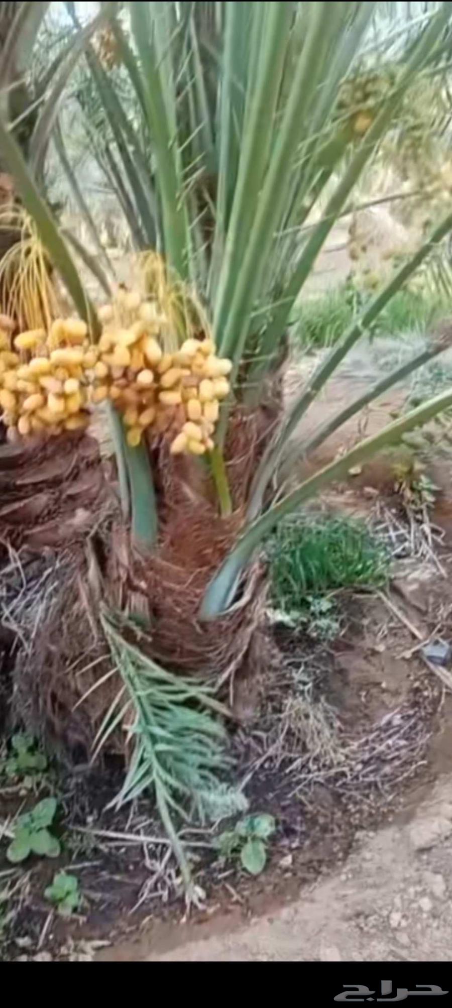 نخيل مجدولي وصقعي للبيع وتوصيل وغرس64423730232451110